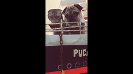 Pugandcat Valentine's video