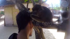Monkey grooming man's hair