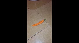 rabbit thief