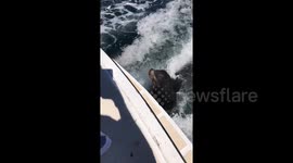 Newsflare Edit - Sea lion follows fast-moving boat