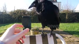 Grumpiest bird in the world! Pet crow does NOT want cuddles