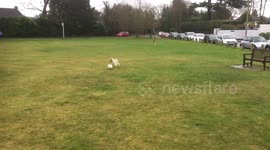 Dog plays football
