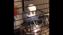 Bird bathing in water bowl