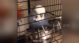Newsflare Edit - Bird bathing in water bowl