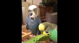 Budgies enjoing some vegetables