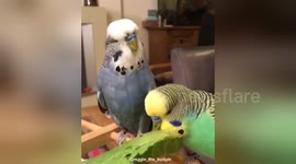 Newsflare Edit - Budgies enjoing some vegetables