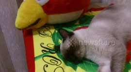 My cat meows disapprovingly to the sound of coughing