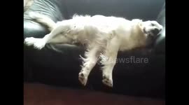 Laziest dog EVER