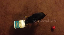 Pippin losses to the almond butter container