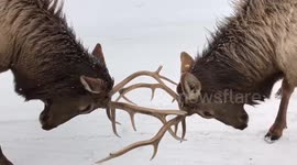 Wapitis fight outside car window at drive-through safari