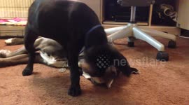Jazz jumps Memphis's head