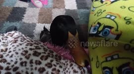 Pet duck masters 'puppy eyes' to beg for food