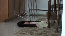 Puppy Pomeranian Playing with Towel
