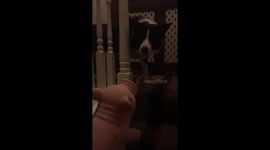Shy collie loves his toy pig