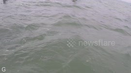 Herding Baby Whale Back Out To Sea - Farewell Spit Mass Stranding New Zealand