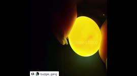 Budgie egg with heart beat