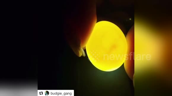 Newsflare Edit - Budgie egg with heart beat