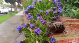 Snail Eats a Plant in the Rain