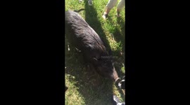 Dog Meets Pig