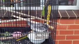 Cute Bird Takes a Bath
