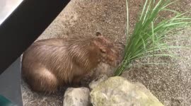 Capybara Eating