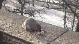 Squirrel Eating
