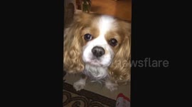 Cavalier King Charles spaniel struggling with his dentastix