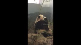 Panda Eating