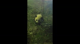 Baby Panda Eating