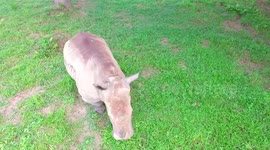 Pablo Escobar Rhino, hacienda napoles, colombia
