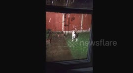 My border collie enjoying the snow