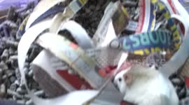 Cutest Baby Mice! Tiny newborn mouse babies.