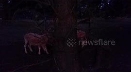 Herd of Sheep Run Into the Sunset