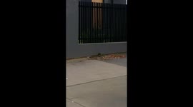 Bird gets a little fright...