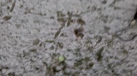 Dogs playing in the snow