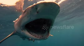 Close encounter with a group of large and hungry lemon sharks - Teeth and close ups