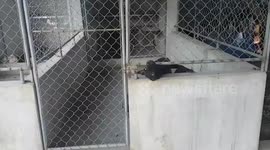 prison break dog version