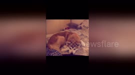 Newsflare Edit - Raion e Giuggiola story