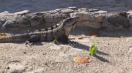lizards Daegu (Salvator merianae}on beach in Riviera Maia Mexico