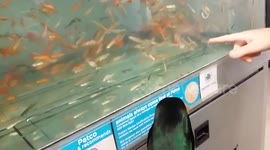 Nibbles the pet duck 'picks out' his fish at pet store