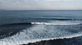 Surfing Shelly