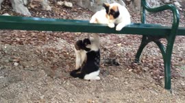 Adorable cats playing on the bench in Dubrovnik, Croatia