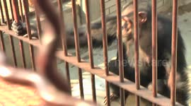 Funny Monkey Spits At Kids In Belgrade Zoo