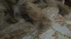 My dog running in her dreams