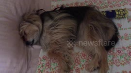 My cute Yorkie Sandy refuses to wake up (Ultra HD 4K)