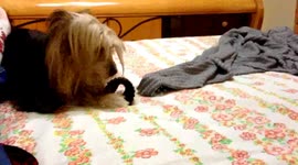 My Yorkie Sandy Steals Hair Band And Won't Give It Back