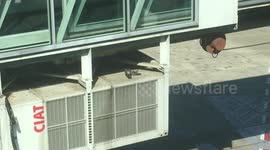 Poor Pigeon Tries To Wake Up Dead Mate At Belgrade Airport