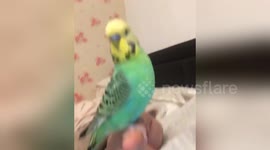 Newsflare Edit - Loving pet budgie Barney giving kisses