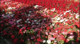 San Anton Gardens - Malta - Ultra HD 4K