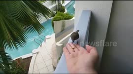 Barbados Fauna BullFinch Bird Eats Food from Hand on the Balcony Apartment Tropical Complex Resort